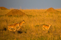 Hartebeest