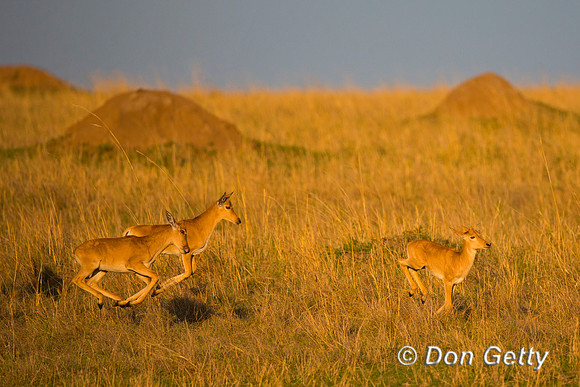 Hartebeest