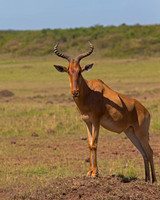Hartebeest