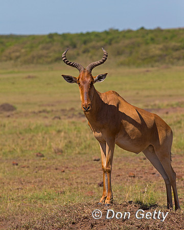 Hartebeest