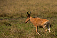 Hartebeest