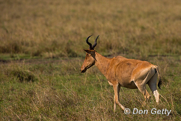 Hartebeest