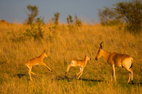 Hartebeest