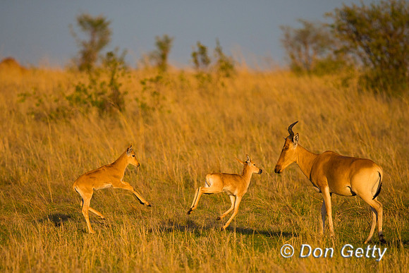 Hartebeest