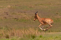 Hartebeest