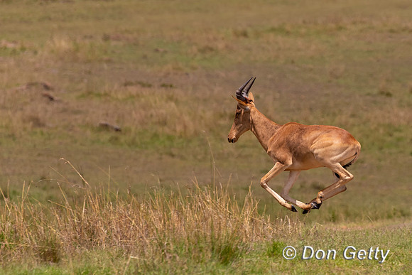 Hartebeest