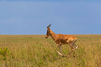 Hartebeest