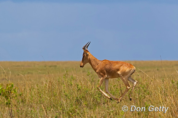 Hartebeest