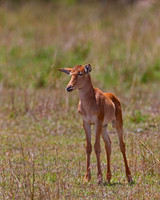 Hartebeest
