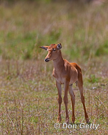 Hartebeest