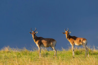 Hartebeest, Coke's