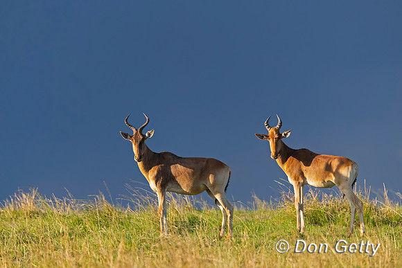 Hartebeest