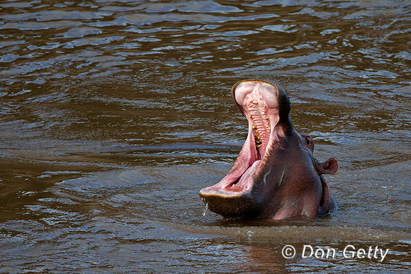 Hippopotamus