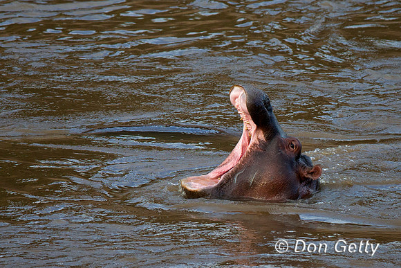 Hippopotamus