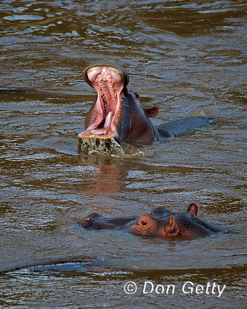 Hippopotamus