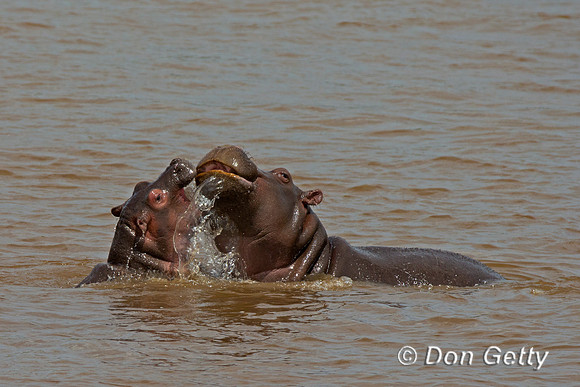 Hippopotamus