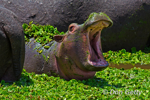 Hippopotamus