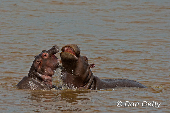 Hippopotamus