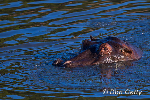 Hippopotamus