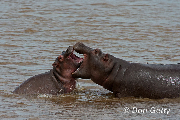 Hippopotamus
