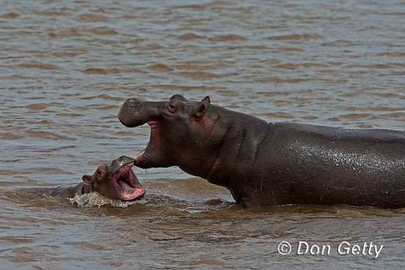 Hippopotamus