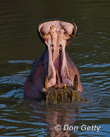 Hippopotamus