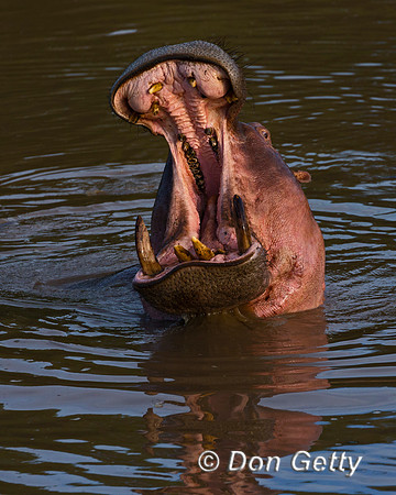 Hippopotamus