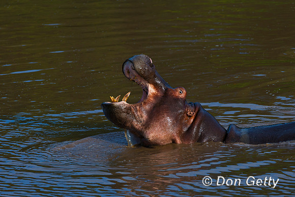 Hippopotamus