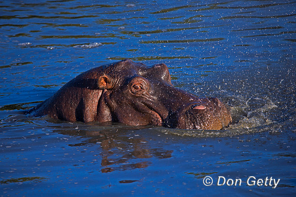 Hippopotamus
