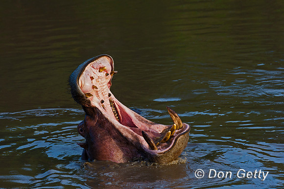 Hippopotamus