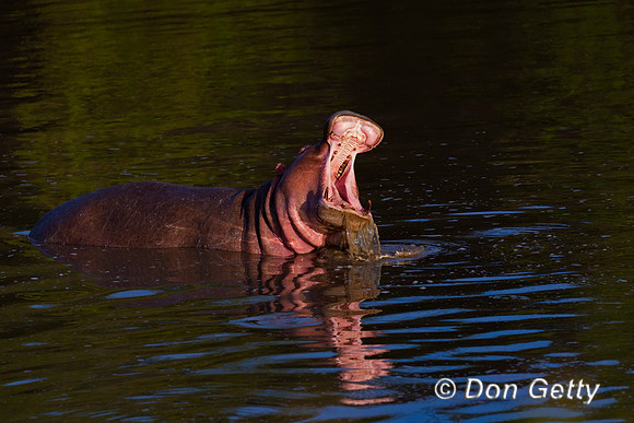 Hippopotamus