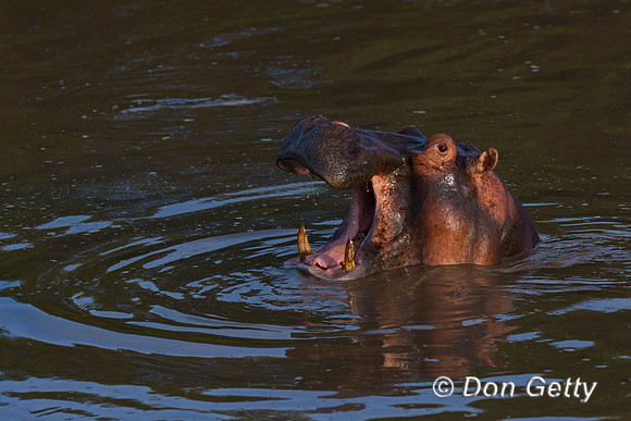 Hippopotamus