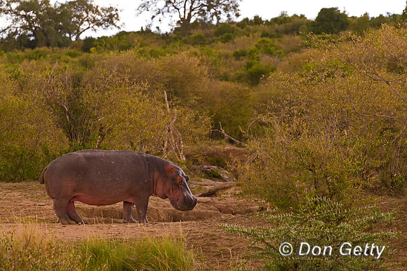Hippopotamus