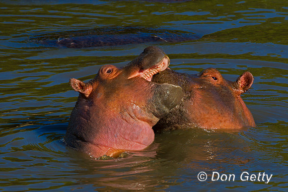 Hippopotamus