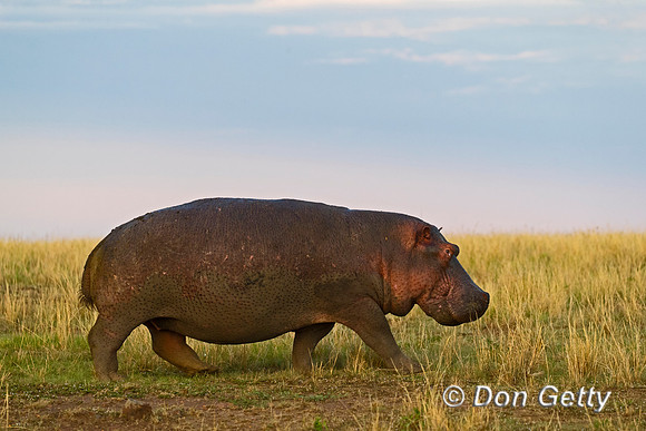 Hippopotamus
