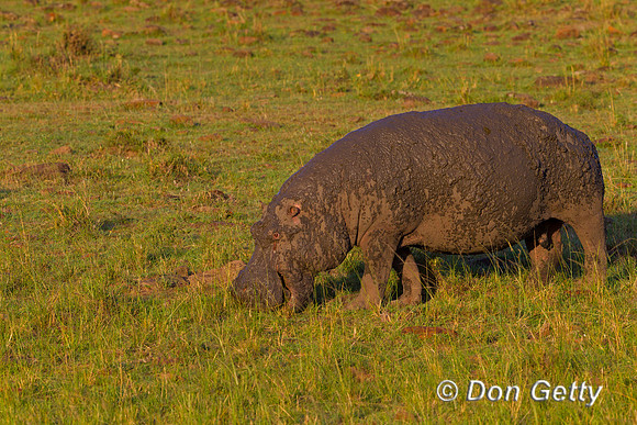 Hippopotamus