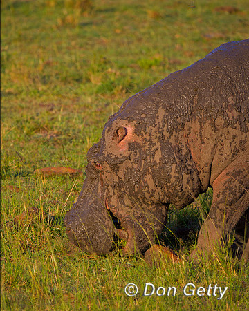 Hippopotamus