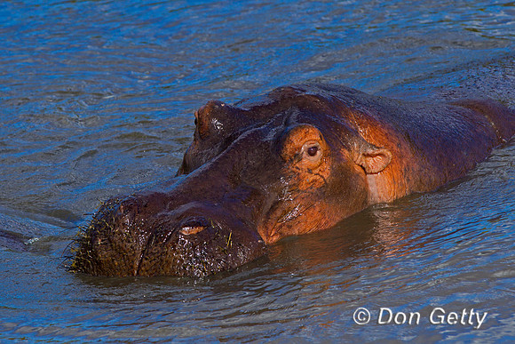 Hippopotamus