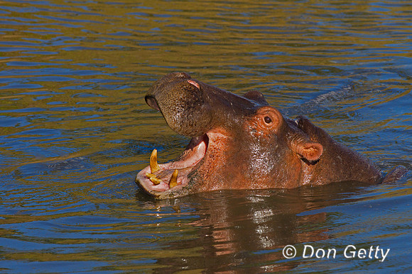 Hippopotamus