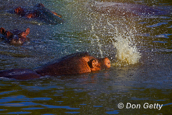 Hippopotamus