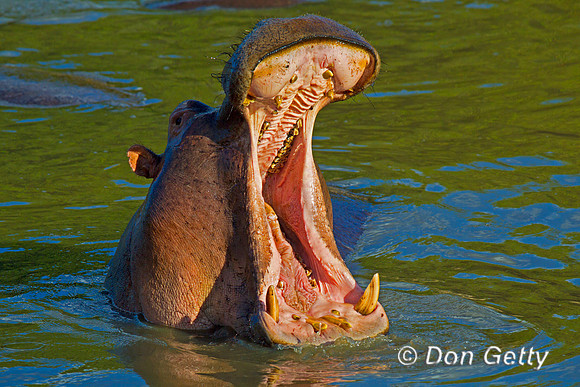 Hippopotamus