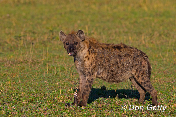 Spotted Hyena