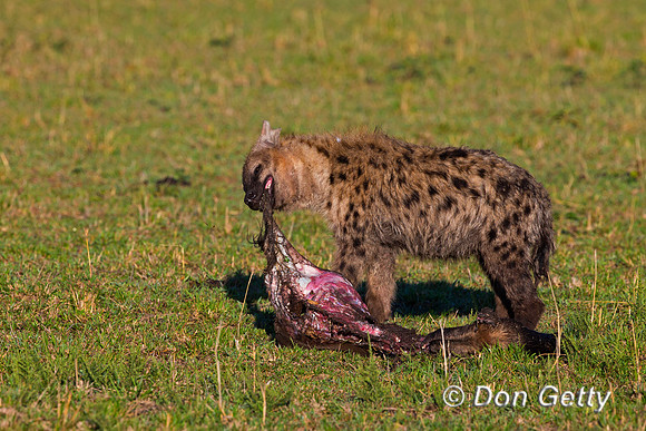 Spotted Hyena