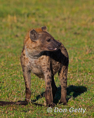 Spotted Hyena