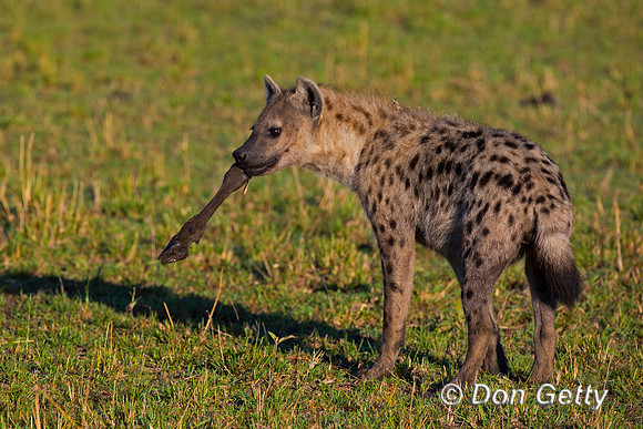 Spotted Hyena