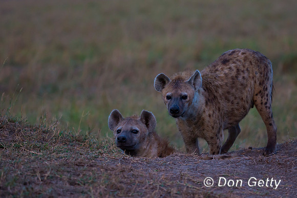 Spotted Hyena
