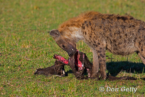 Spotted Hyena
