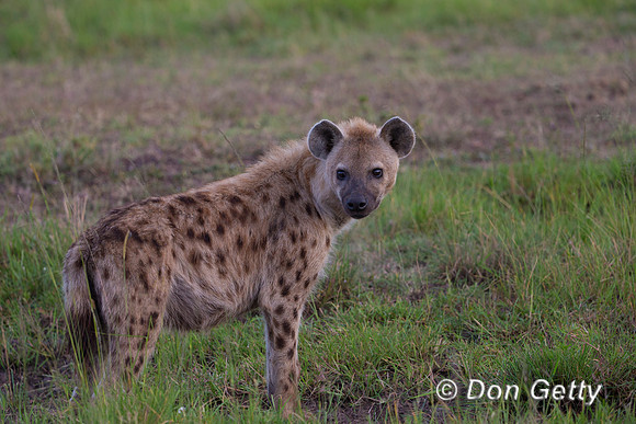 Spotted Hyena
