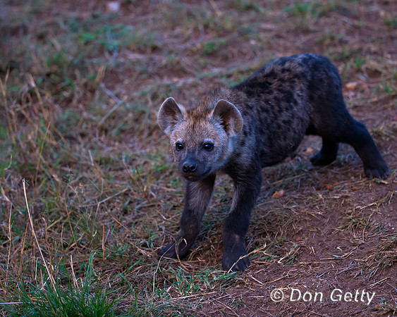 Spotted Hyena