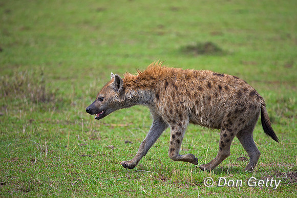 Spotted Hyena